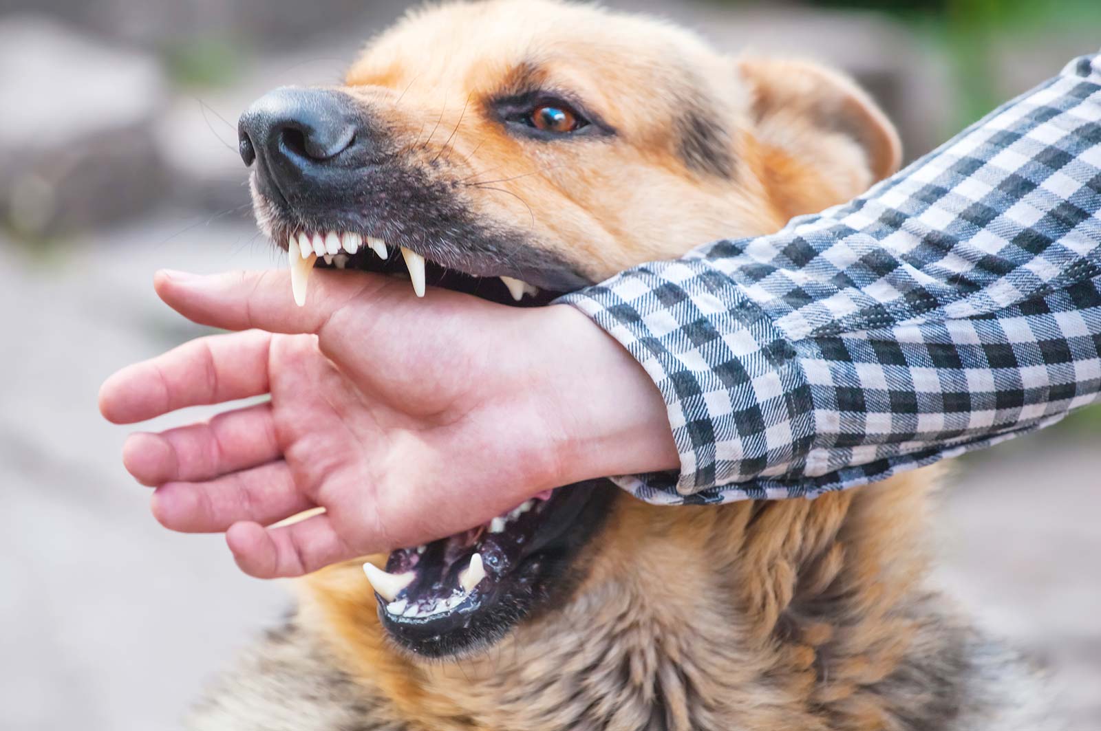 dog-bite-cases Dog Bites and Pet Attacks | Mason Law Firm